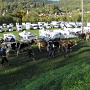Fete de la Transumance Mulbach les munster (3)
