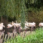 ZOO AMNEVILLE 2019 (18)