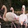 ZOO AMNEVILLE 2019 (19)
