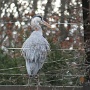 Zoo Mulhouse 2021 (10)