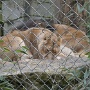 Zoo Mulhouse 2021 (13)