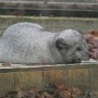 Zoo Mulhouse 2021 (6)