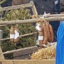 FOIRE AUX ANDOUILLES 2023 (13)