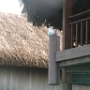 CANOE (11)