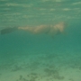 CANOE (17)