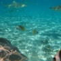 LAGOONARIUM BORA (5)