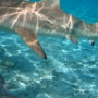LAGOONARIUM BORA (8)