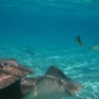 LAGOONARIUM BORA (9)