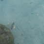 POISSONS (1)