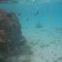 POISSONS (10)