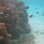 POISSONS (11)