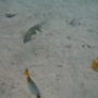 POISSONS (12)