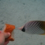 POISSONS (13)