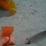 POISSONS (14)