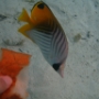 POISSONS (15)