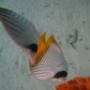 POISSONS (16)