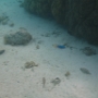 POISSONS (17)