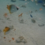 POISSONS (18)