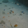 POISSONS (19)