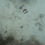 POISSONS (2)