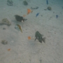 POISSONS (20)