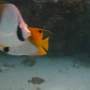 POISSONS (3)