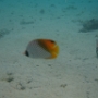 POISSONS (4)