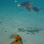 POISSONS (5)