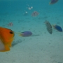 POISSONS (6)
