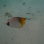 POISSONS (8)