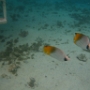 POISSONS (9)